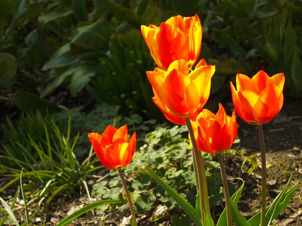 Hermosos Tulipanes Primavera Flores Flora — Foto de Stock