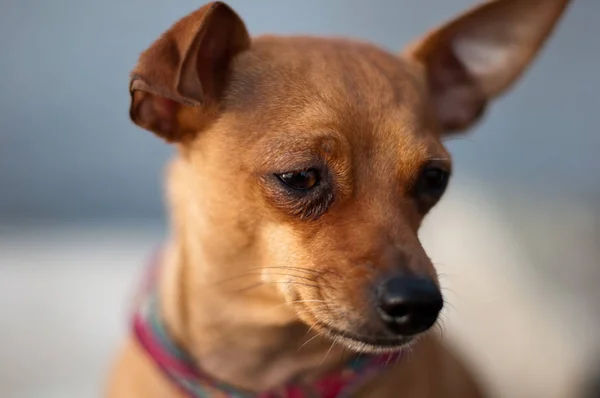 Brauner Rehber Pinscher Ayrıntılarıyla — Stok fotoğraf