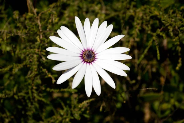 Flores Florecientes Hermosas Fondo Naturaleza —  Fotos de Stock