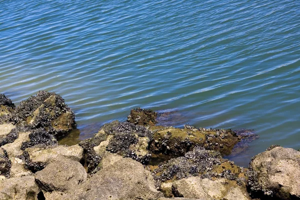 Praia Rocha Portugal Muscheln — Stockfoto