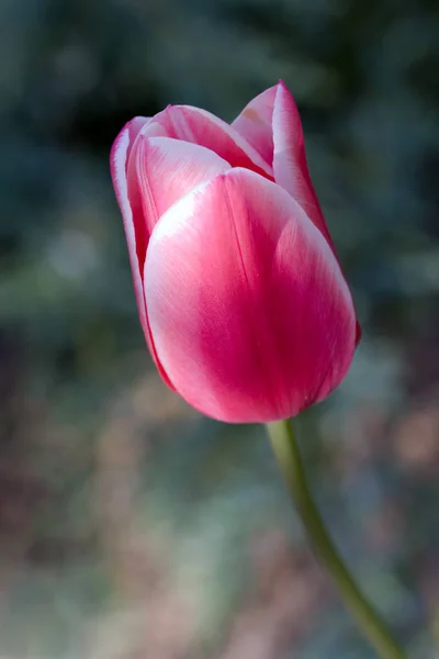 Fleurs Tulipes Flore Printanière — Photo