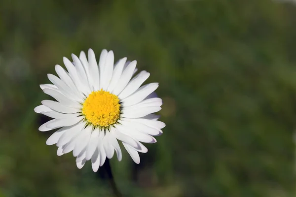 Kamille Feilte Blüten Sommerflora — Stockfoto