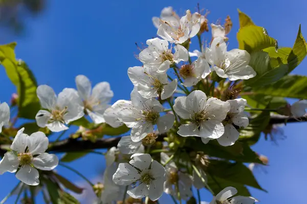 Kirschblüten Blumen Baum — Stockfoto