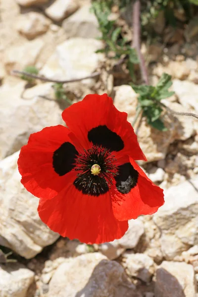 Κόκκινη Παπαρούνα Λουλούδι Λιβάδι — Φωτογραφία Αρχείου