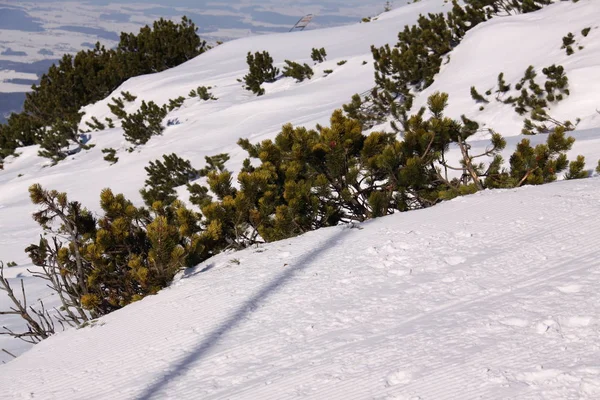 Trilhas Para Caminhadas Cobertas Neve — Fotografia de Stock