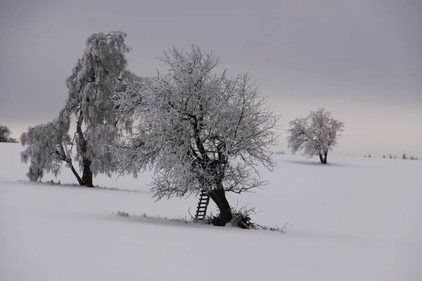 Harz Mittelgebirge Som Har Høyeste Høyder Nord Tyskland – stockfoto