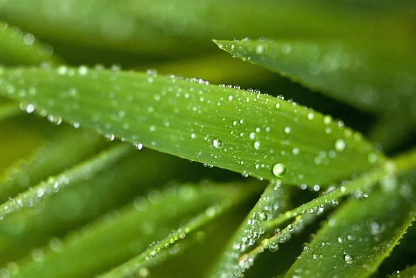 Drops Dew Green Leaf — Stock Photo, Image