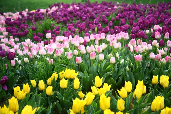 Primavera Tulipas Flores Flora — Fotografia de Stock
