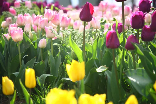 Wiosenne Tulipany Kwiaty Płatki Flora — Zdjęcie stockowe