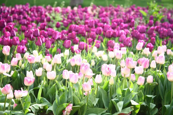 Fleurs Tulipes Fleurs Dans Prairie Flore Printanière — Photo