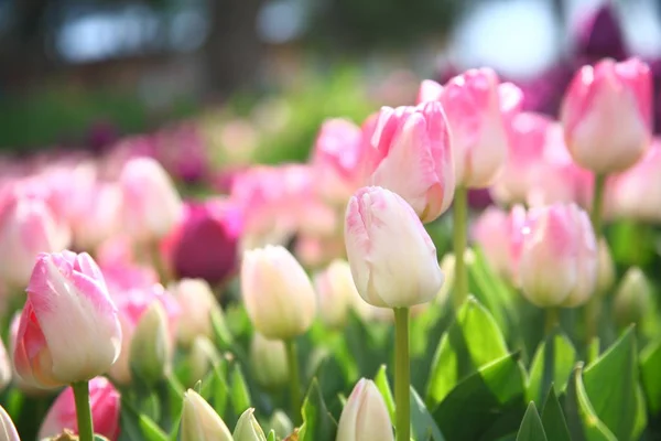 Primavera Tulipanes Primavera Flores Flora — Foto de Stock