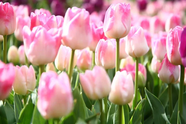 Primavera Tulipanes Flores Pétalos Flora — Foto de Stock