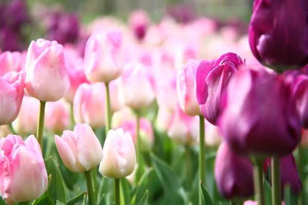 Tulipanes Florecientes Flores Prado Flora Primavera — Foto de Stock