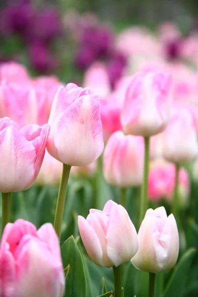 Flor Primavera Tulipanes Flores — Foto de Stock