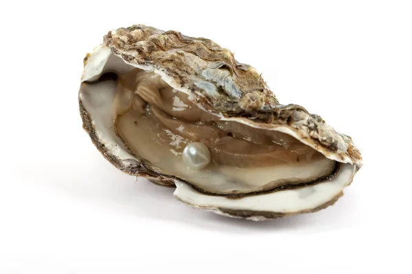 Oysters Isolated White Background — Stock Photo, Image