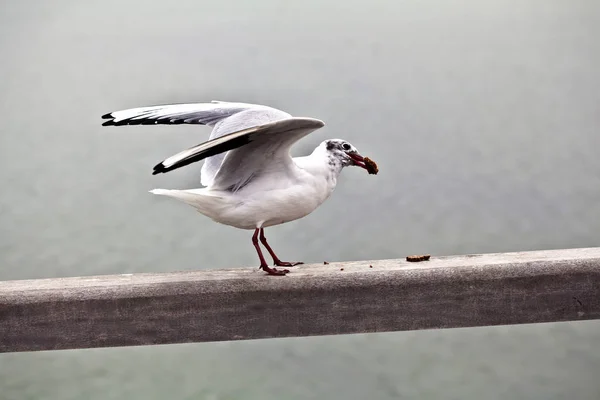 Seagull Flight Pier — Stock Photo, Image
