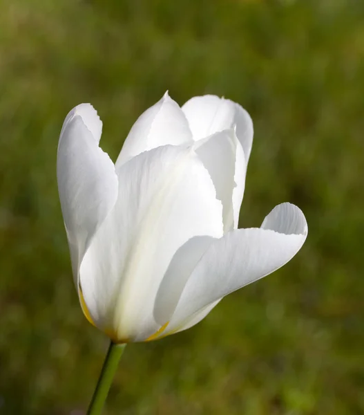 Tulpenblumen Flora Frühling — Stockfoto
