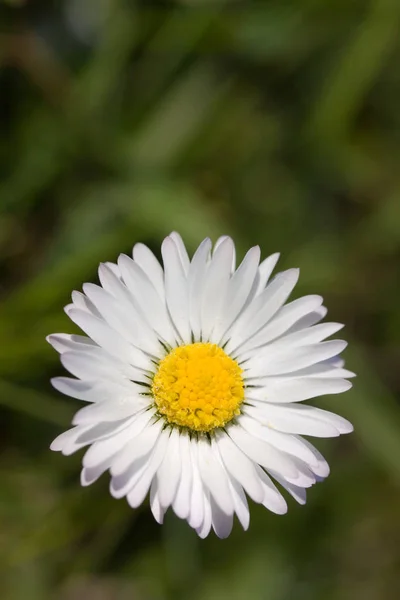 Kamomill Arkiverade Blommor Sommar Flora — Stockfoto