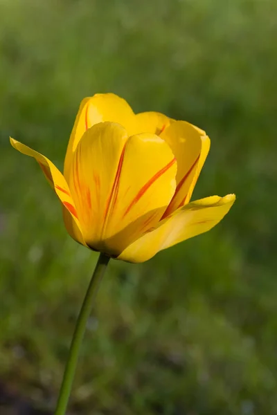 Lale Çiçekleri Flora Ilkbaharı — Stok fotoğraf
