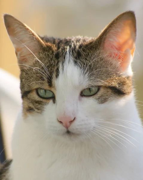 Portrait Cute Cat — Stock Photo, Image