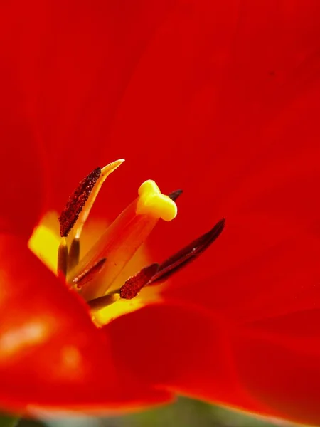 Fleurs Tulipes Flore Printanière — Photo