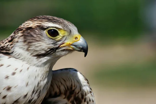 Vogelthema Malerischer Schuss — Stockfoto