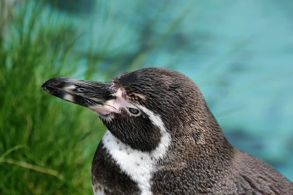 自然の中で可愛いペンギンの姿を見る — ストック写真