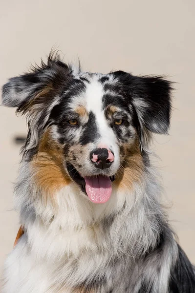 Porträt Eines Lustigen Hundes — Stockfoto