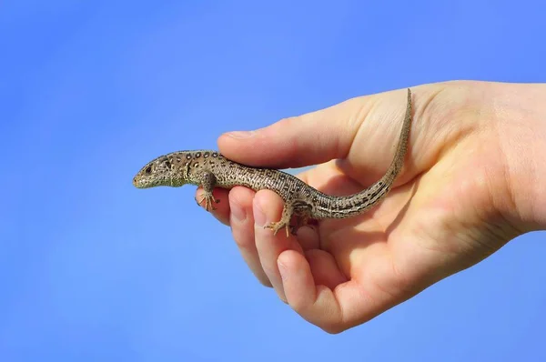 Lagarto Cerca Mão — Fotografia de Stock