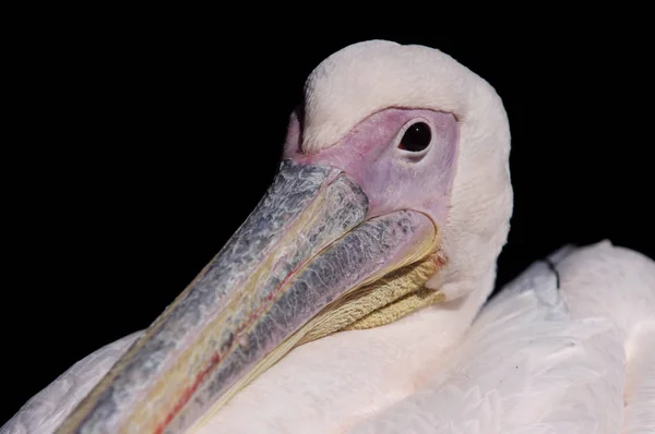 Yüzen Kuş Vahşet Konsepti — Stok fotoğraf