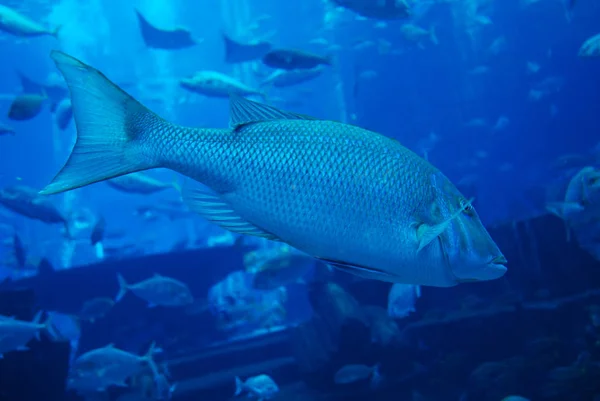 Scenic View Underwater World — Stock Photo, Image