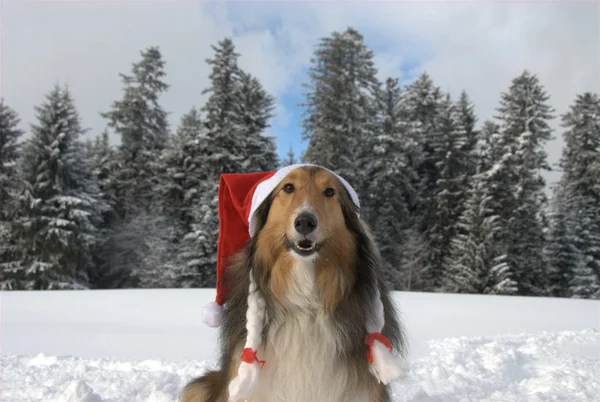 Şirin Bir Köpeğin Portresi — Stok fotoğraf