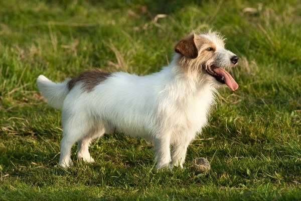 Köpek Otların Üzerinde Ürer — Stok fotoğraf