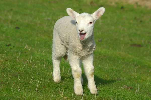 Farm Animals Selective Focus — Stock Photo, Image