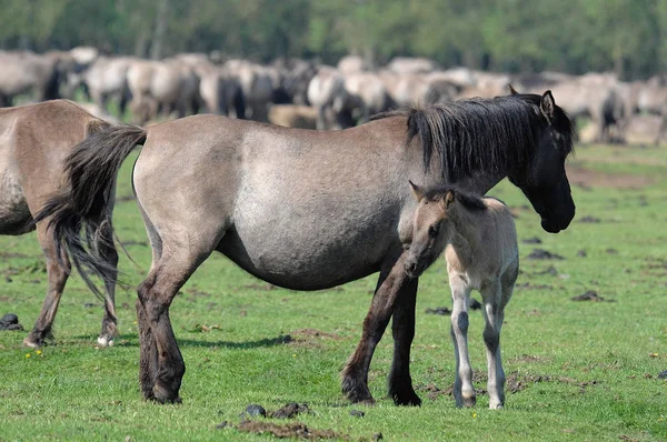 Klisna Hříbětem Divoký Kůň — Stock fotografie