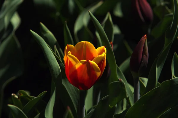 Fleurs Tulipes Pétales Flore Printanière — Photo