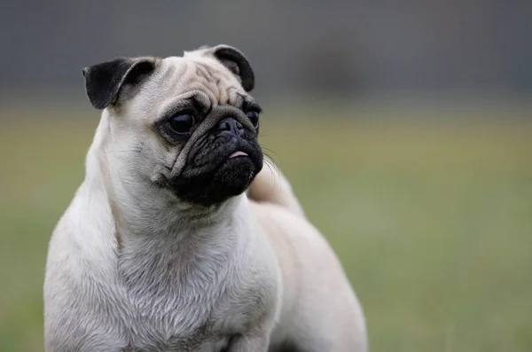 Pug Dog Pedigree Animal — Stock Photo, Image