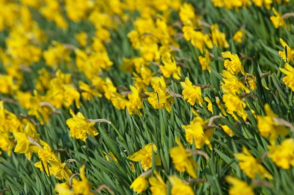 Vacker Vårblomma Påsklilja Narcissus — Stockfoto