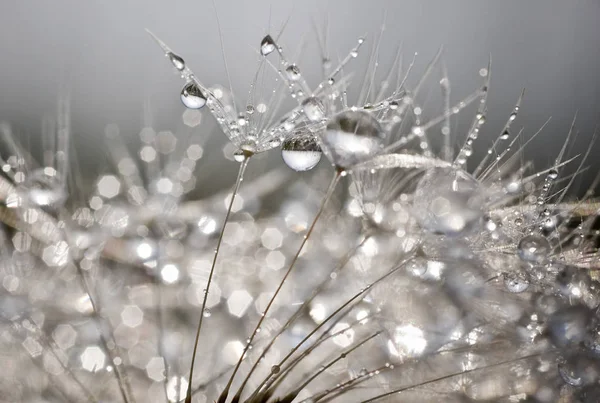 Taraxacum Ruderalia Löwenzahnblüte — Stockfoto