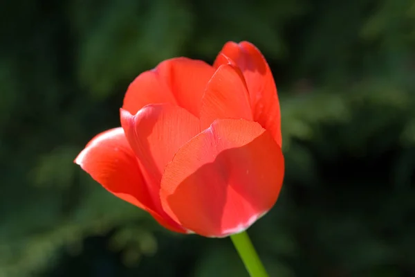 Tulips Flowers Petals Spring Flora — Stock Photo, Image