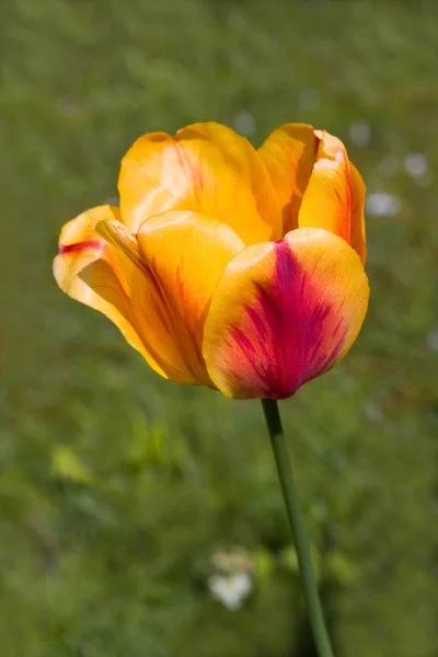 Flores Tulipa Flora Primavera — Fotografia de Stock