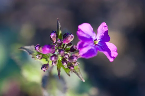 Ежегодный Серебряный Лист Lunaria Annua — стоковое фото