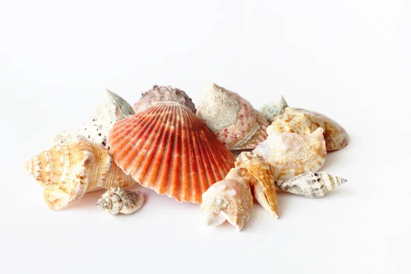 Maravillosas Conchas Mar Cierran Blanco —  Fotos de Stock