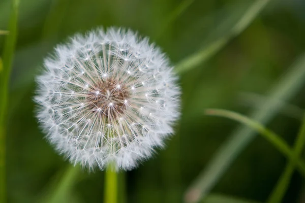 Belle Vue Sur Fleur Naturelle Pissenlit — Photo