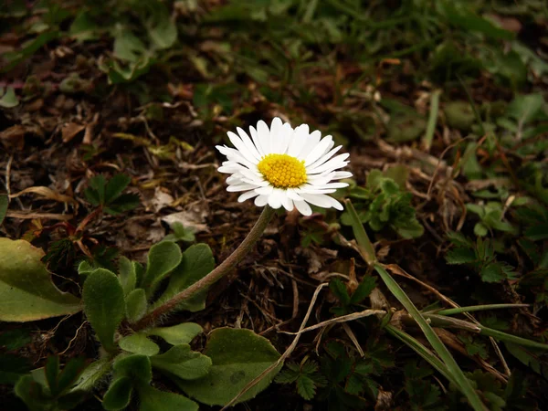 Margarida Plena Flor — Fotografia de Stock