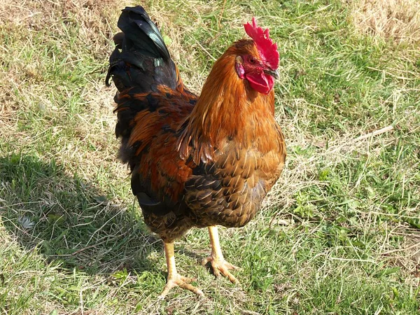 Vacker Utsikt Över Vacker Fågel Naturen — Stockfoto