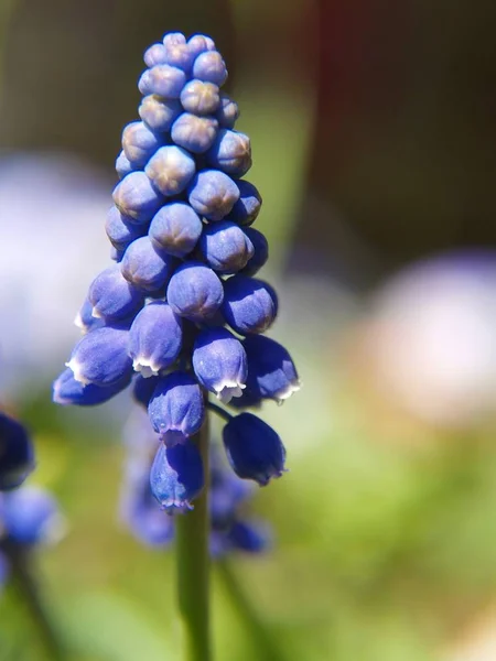 Vackra Blommor Blommigt Koncept Bakgrund — Stockfoto