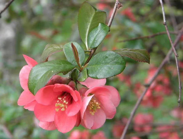 Krásný Botanický Záběr Přírodní Tapety — Stock fotografie