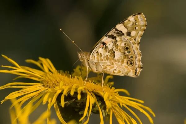 Butterfly Voeden Met Gele Bloem — Stockfoto