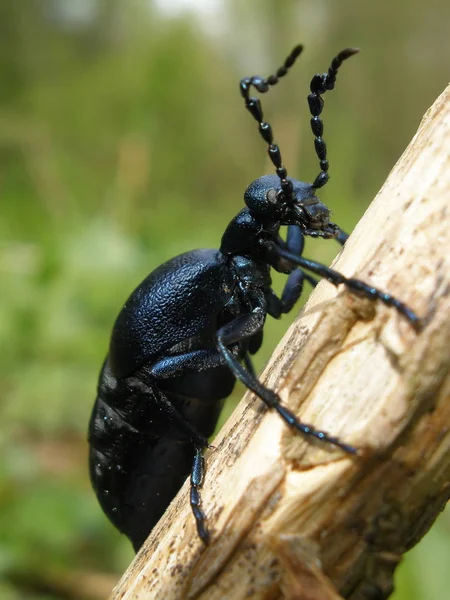 Gros Plan Bug Nature Sauvage — Photo